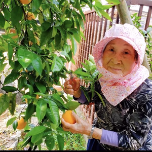 とみ子ばぁばの有田みかん【第四弾】