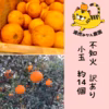 【2月発送】和歌山県産☆不知火　小玉　訳あり家庭用 約14個