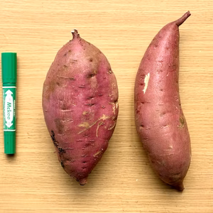 どすこいサイズ「栗かぐや」5キロ箱【訳あり】