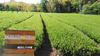 メール便♡ 【TeaBag 月の雫】爽やか緑茶・普段使いのお茶・農薬不使用