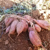 【ゆうパック】長崎県産さつまいも安納芋・栽培期間中除草剤不使用