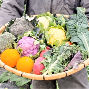 【応援型商品】戸島農園NS　内容お任せ80㎝サイズ箱5.0㎏箱重量込み