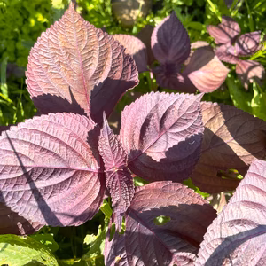 【6月末頃から出荷】自然栽培 当日収穫 赤紫蘇 葉しそ 茎付き 500g~