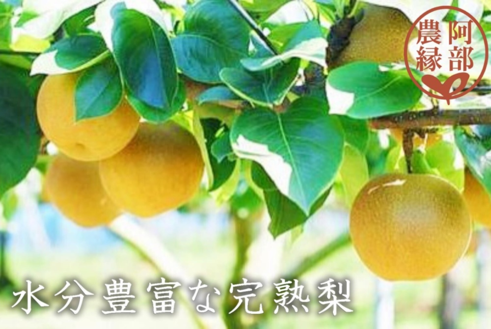 和梨の予約】福島の完熟梨 豊水 ギフト・贈答用に【9月お届け】 | 農家漁師から産地直送の通販 ポケットマルシェ 和梨の予約】福島の完熟梨 豊水 ギフト・贈答用に【9月お届け】 | 農家漁師から産地直送の通販 ポケットマルシェ