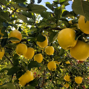 《数量限定》シャキシャキ【シナノゴールド】