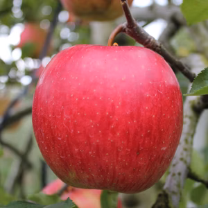 真っ赤なりんご　群馬県品種「陽光」３ｋｇ