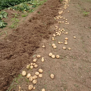 ジャガイモ（男爵）1.8ｋｇ　　【農薬未使用】