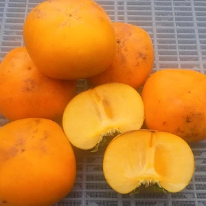 【訳あり】種なし刀根柿(糖度11度)S.M混在5kg和歌山産