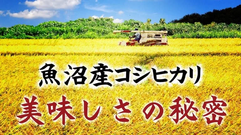 【定期配送】南魚沼塩沢産コシヒカリ精白米５ｋｇ