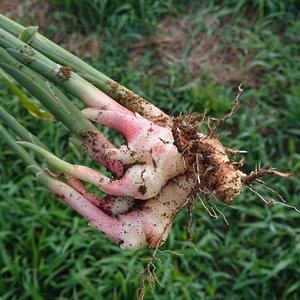 農薬、化学肥料不使用の夏野菜セット（12～13品）