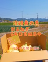 淡路島新玉ねぎ3キロ