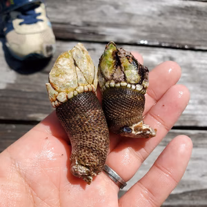 【特大サイズ＊カメノテ】深島の幸＊＊貴重な特大サイズ【次回６月】 