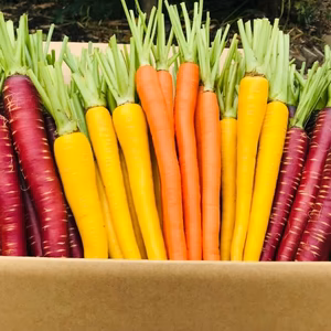 【期間限定60サイズ】『カラフルスティック人参3色合計1.8キロセット』