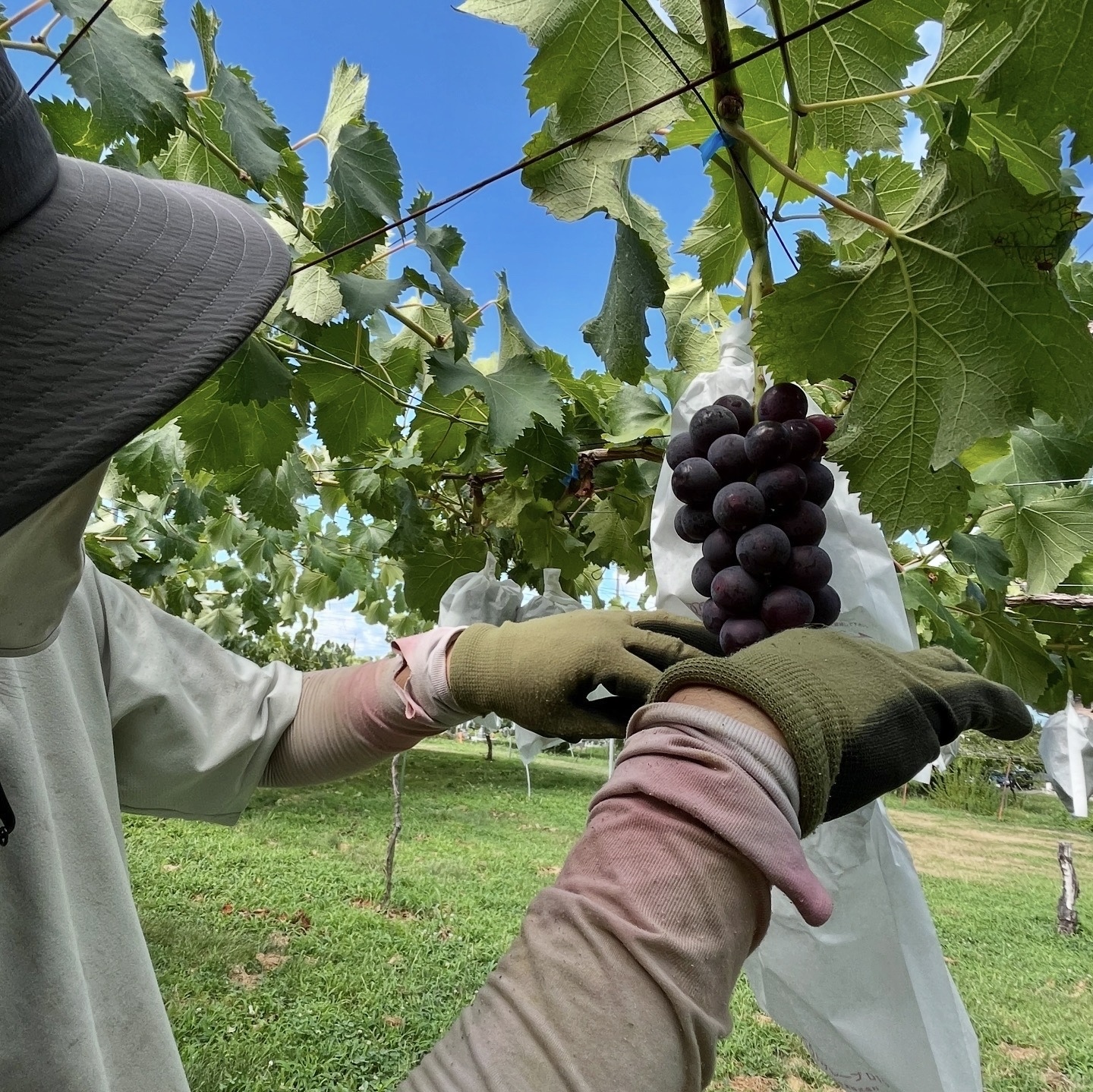長野県上高井郡高山村｜つぶ彦農園｜宮島明彦さんの生産者プロフィール