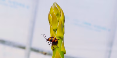 アスパラガスってこうやって育つんだ！安東さんの「森のアスパラ」が春の旬を迎えています。