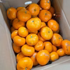 みかん【品種: 寿太郎 】 訳ありみかん 西浦みかん 