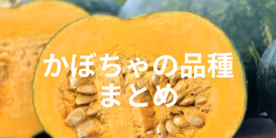 【2023年最新版】かぼちゃの種類