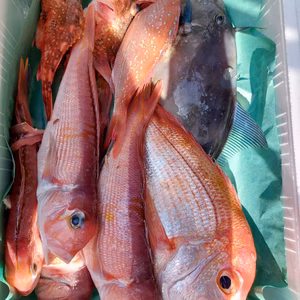 【輪島港直送！】　その日のおまかせセット