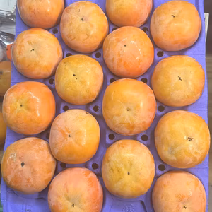 岐阜県産  富有柿 Mサイズ200g前後 多少のキズあり品 １6個入り