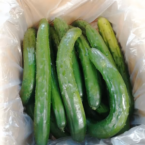 【本日最終】超目玉！！　数量限定　新鮮朝採り　無選別キュウリ　3kg