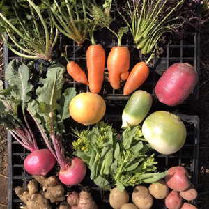 【肥料・農薬不使用】季節のお野菜セット