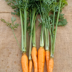 【ウサギさん専用】シャクシャク食感がクセになる"間引き人参"