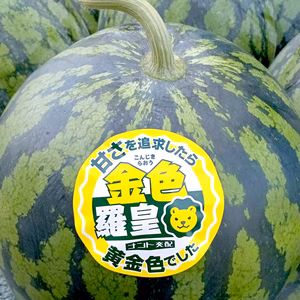 規格外でも絶品！黄金の贅沢スイカ【金色羅王】