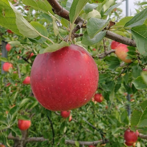 酸味が特徴！岩手江刺産【紅ロマン】★★★（贈答品）