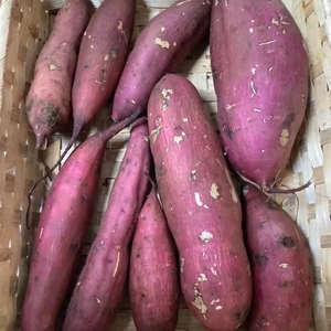 【値下げ】大小ミックス割安　自然栽培サツマイモ紅あずま　農薬、除草剤、肥料不使用