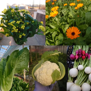 カリフラワー＆小かぶ入り！まるで花畑の野菜セット【80サイズにぎゅっと】