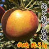 今が旬！ 侘び寂びりんご 秋映 約3キロ 7-15玉 訳あり 遅霜 復興支援 