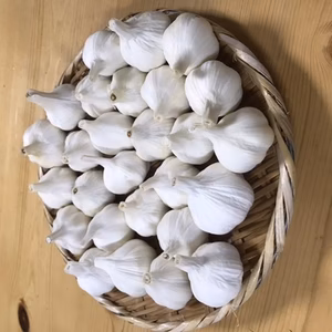 ガツンとくるにんにく　並級　 小サイズ　1.5kg  70球以上