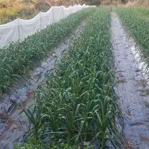 減農薬栽培、除草剤無散布の甘くておいしい"生"にんにく！