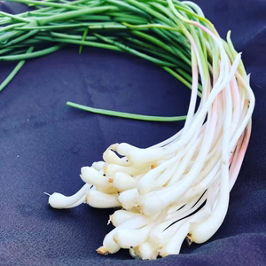 "田舎の旬セット"行者ニンニク&のびる(ひろっこ)セット