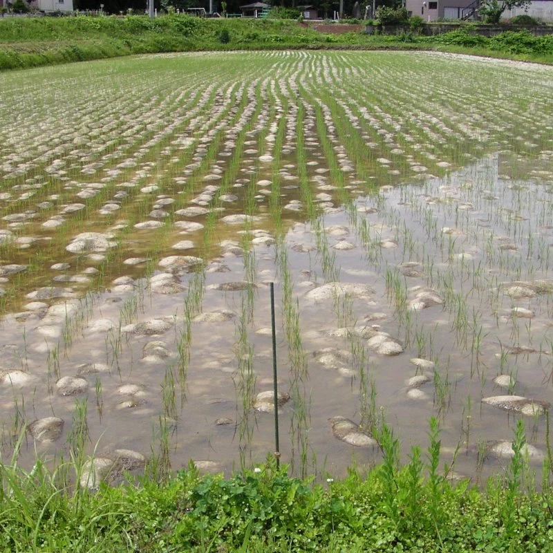 お布団農法「どん米」無洗米１㎏パック　ちょっと！うるさいよ！炊き方