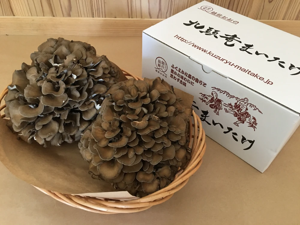 九頭竜まいたけ【2株入】