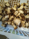 クール便【規格外】菌床椎茸の芽　大きさランダム　農薬不使用　冷凍保存OK