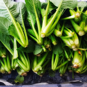 おせちにいかが？農薬不使用小松菜2キロ