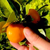 The citrus【not KINKAN but KINKAN】