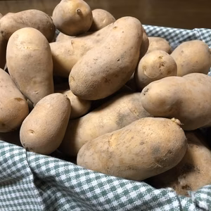 じゃがいも【メークイン　宮城県産】