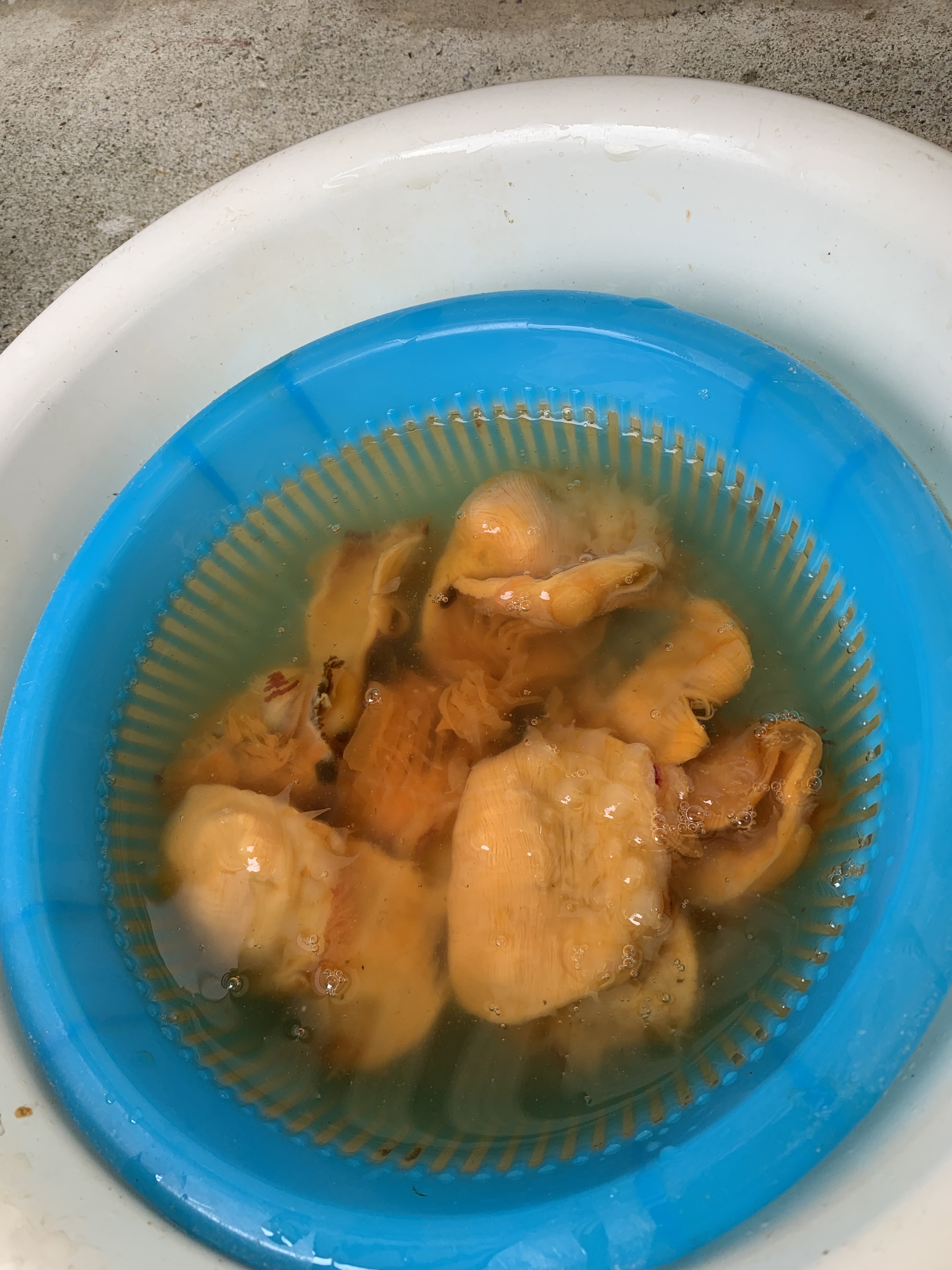 天然剥きホヤ１ｋｇと瓶詰めウニ１０本のセット 農家漁師から産地直送の通販 ポケットマルシェ