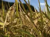平成30年度 栽培期間中農薬不使用 熊本県産 合鴨米 イセヒカリ 玄米1kg