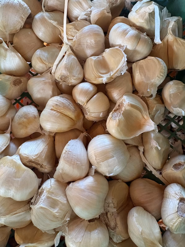 【訳あり】こだわり強めな乾燥にんにく(極大粒)