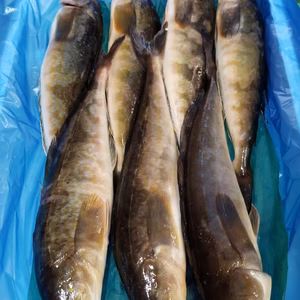 本日限定❗イチマン❗高級船上神経〆ホッケ　300㌘