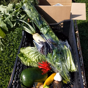 【農薬化学肥料不使用】❅冷蔵❅季節の野菜セット