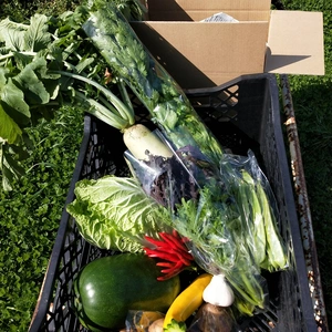 【農薬化学肥料不使用】❅冷蔵❅季節の野菜セット