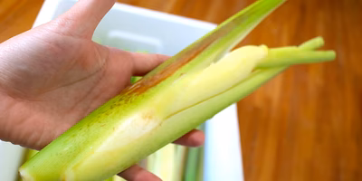 草なのに菌？ 秋のふしぎ食材マコモタケの正体と食べ方って？