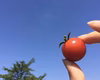 青森♪ぷりっとジューシー♪ミニトマト