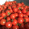 ●2回目以降●【川上農園】ミニトマト　4品種食べ比べセット✨　茨城県産