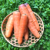 【期間限定・特価！】自然農法で栽培した「人参（ニンジン）」1kg〜：浜名湖直送